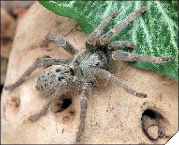 Pterinochilus lugardi  