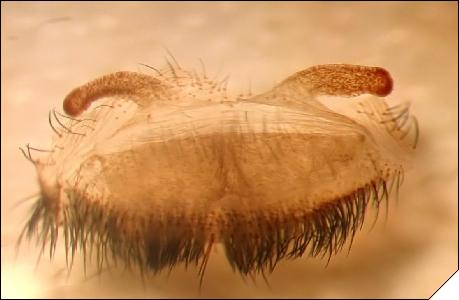 Avicularia versicolor 