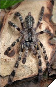 Poecilotheria striata  5
