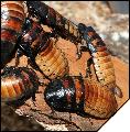 Gromphadorrhina portentosa