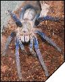 Haplopelma lividum Самка субадульт