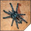 Avicularia versicolor 6- 