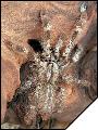 Poecilotheria pederseni  