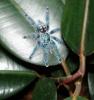 Avicularia versicolor2