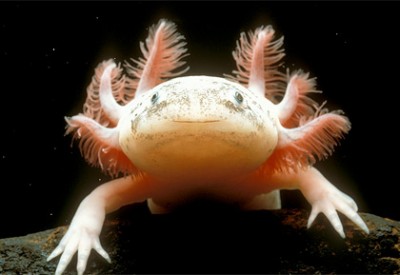axolotl1.jpg